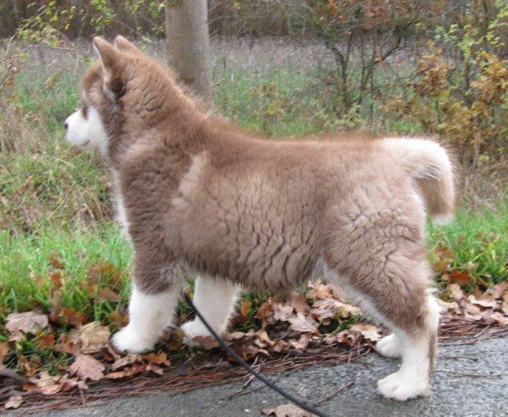 Danko 9 Wochen 2 021